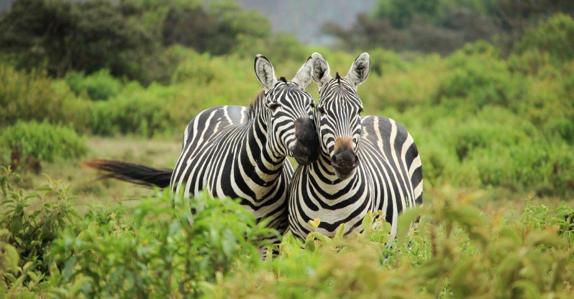 Helping Zebras go back Free